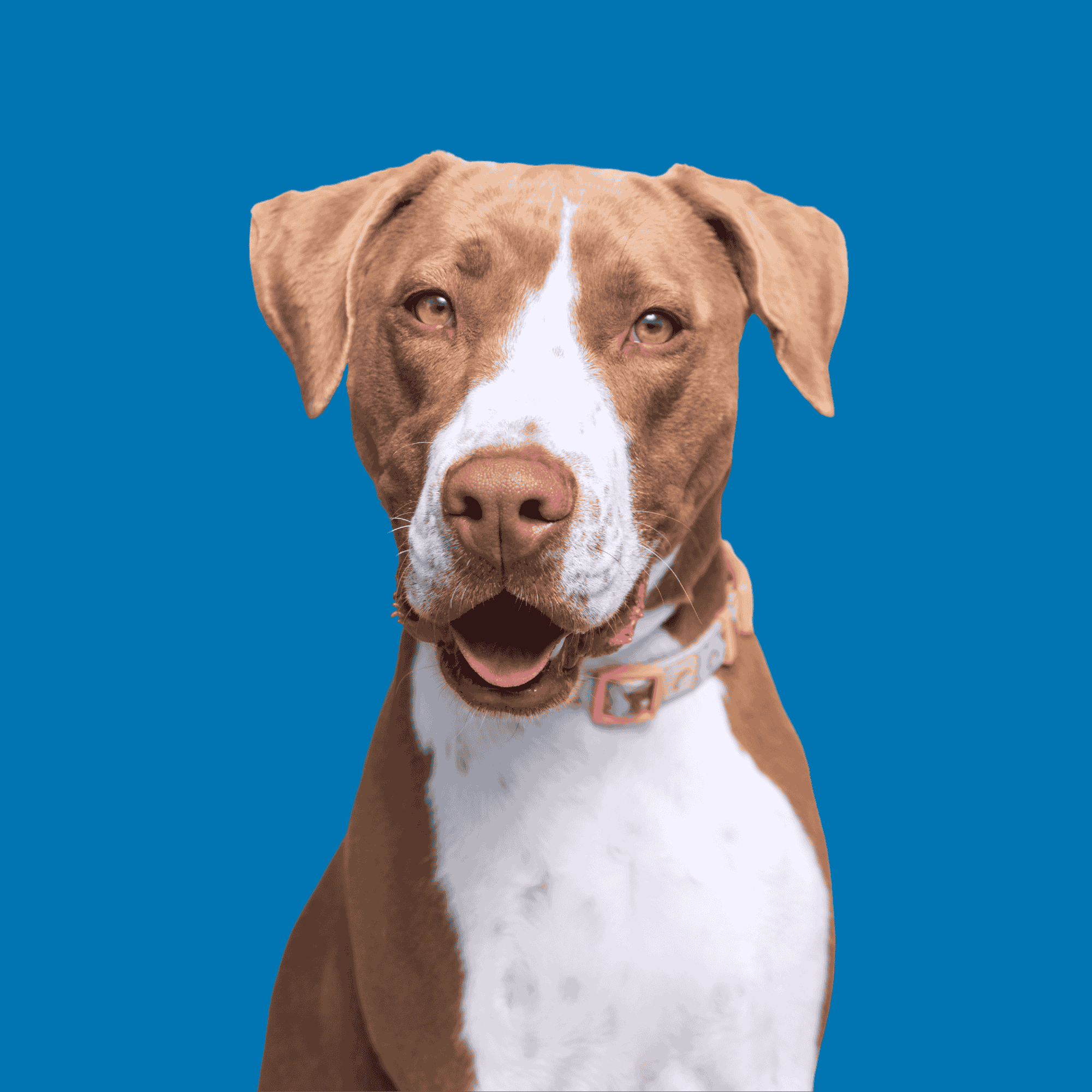 Pet_LINKEDIN SPA PETCARE