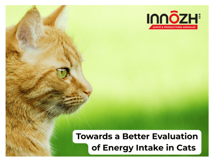 Vers une meilleure évaluation de la prise énergétique chez le chat