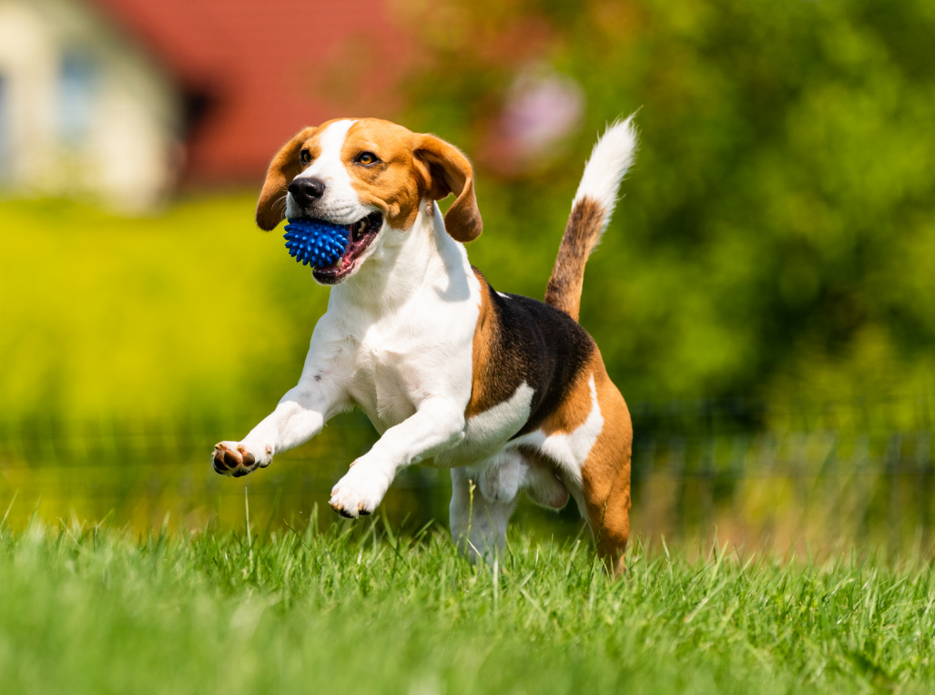 chien croq