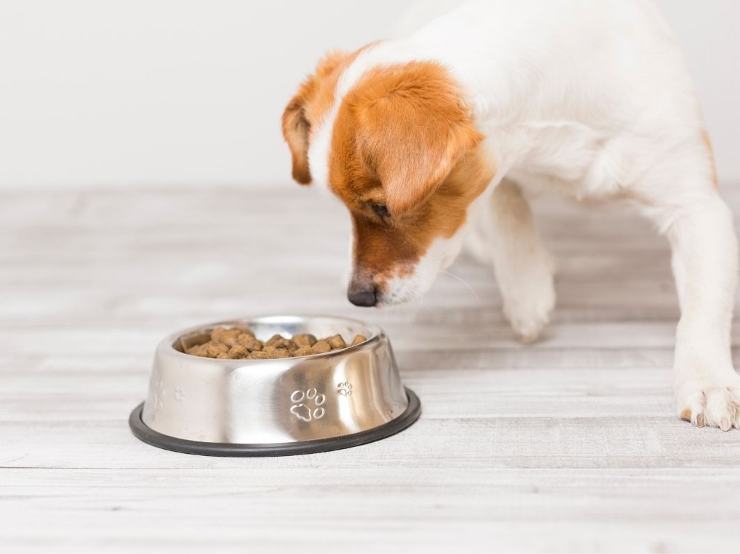 durabilite petfood