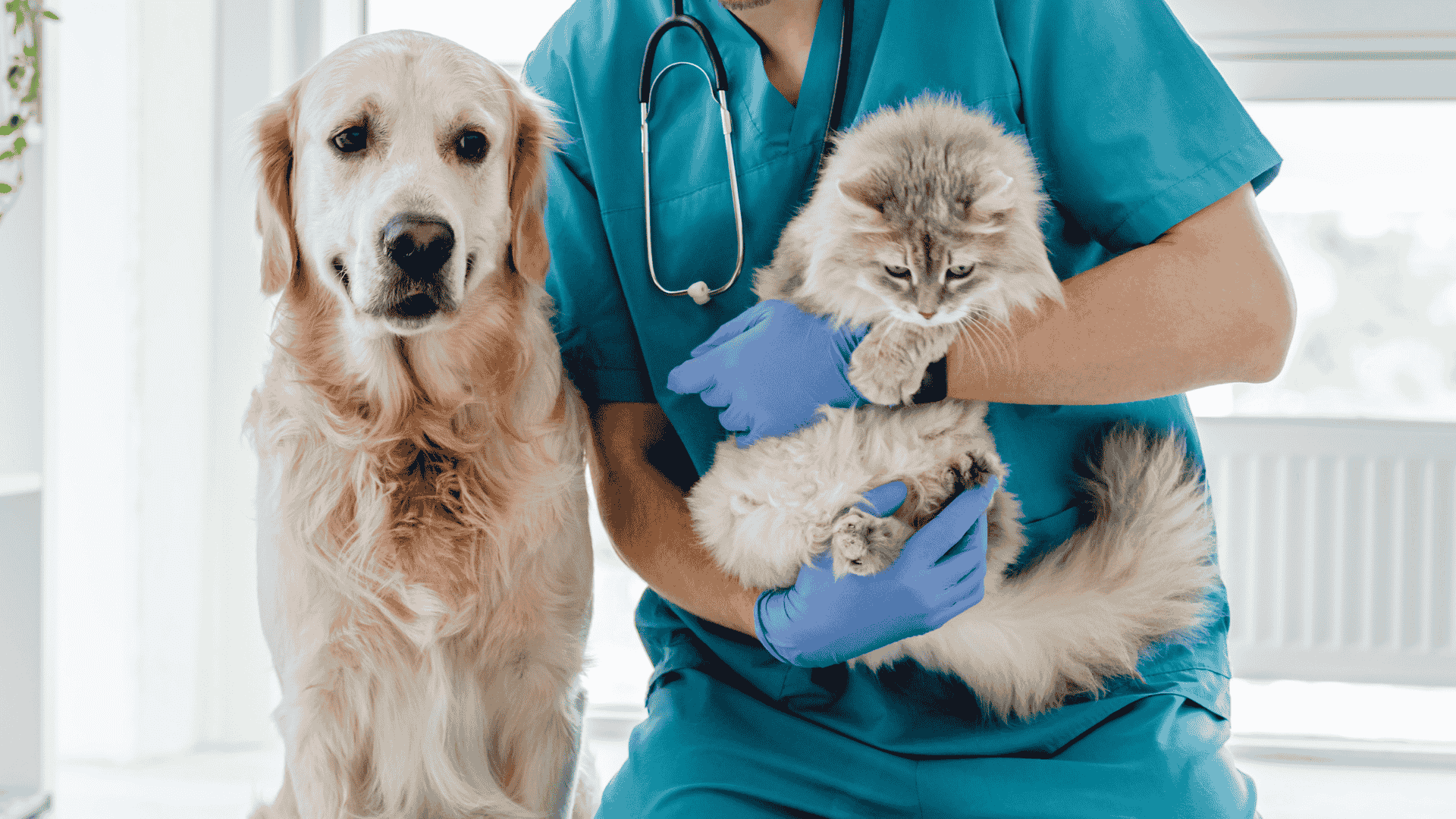 chiens chats veterinaire