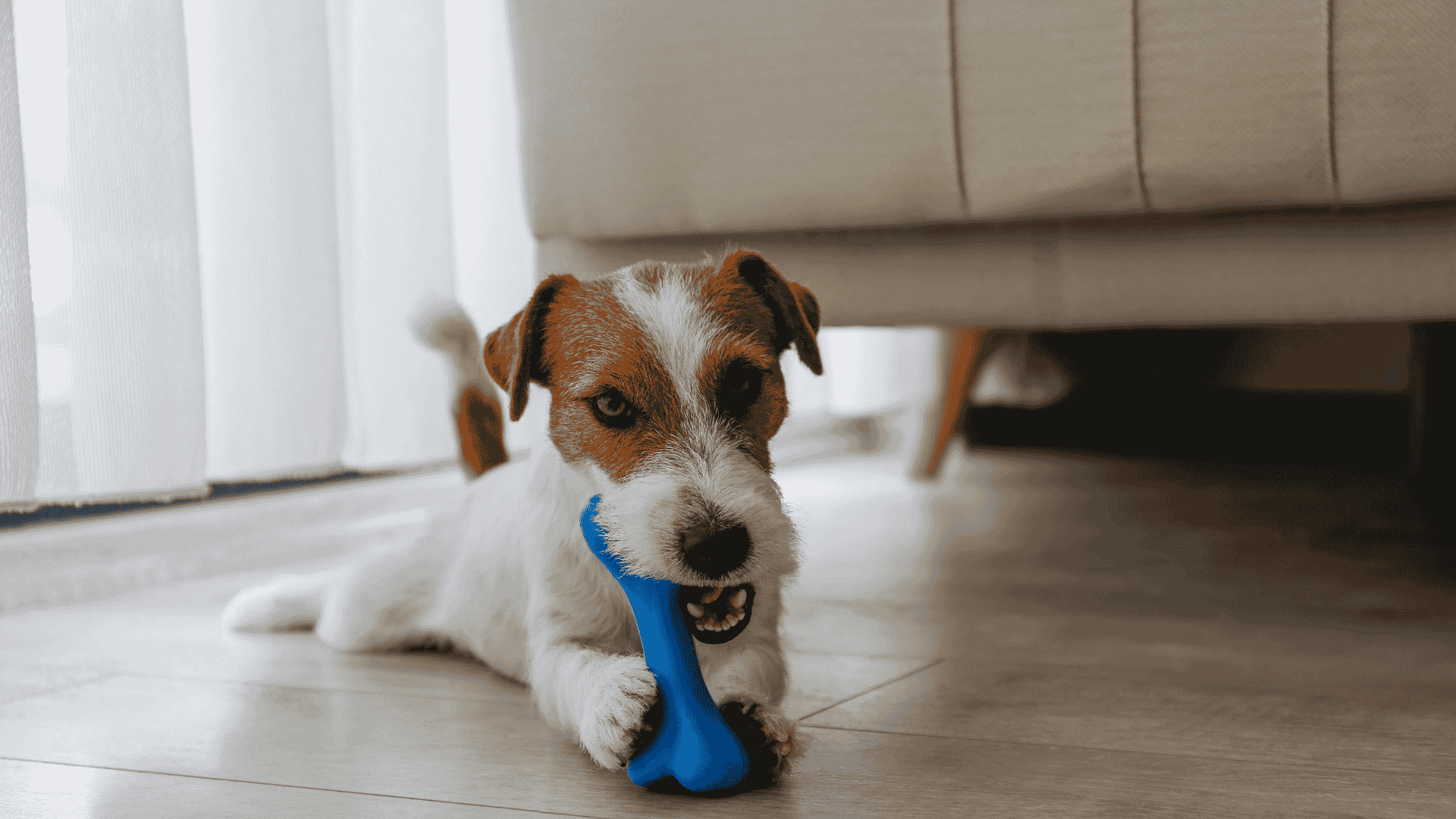 microbiote dog